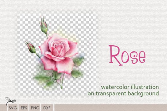 Floral Watercolor Illustration Rose